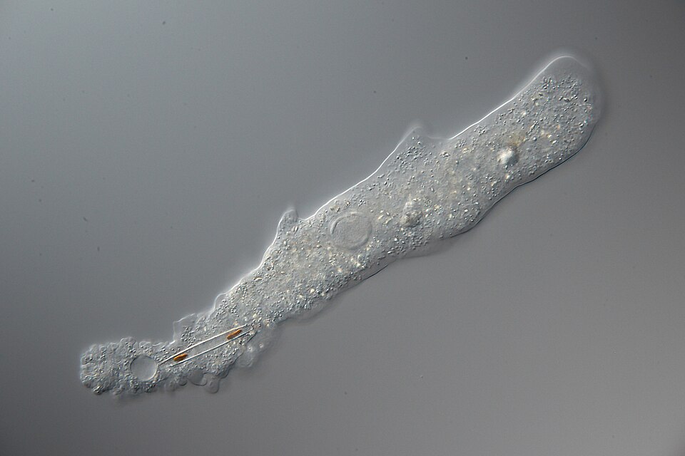 Terapia para los parásitos (amebas), con ingrediente: chichipince